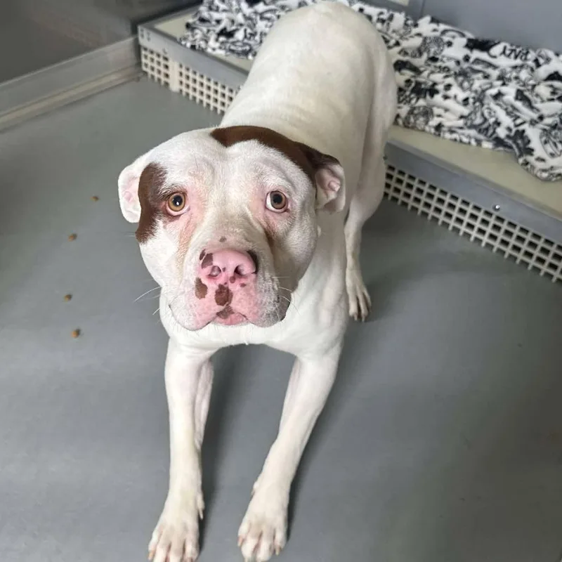 An adult large-sized male White / Cream Pit Bull Terrier dog named Lewis for adoption in Rocky Mount, VA