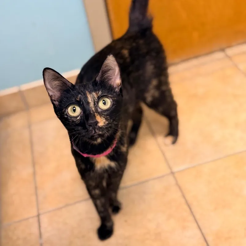 A young medium-sized female Black Domestic Short Hair cat named Carmen for adoption in Columbus, GA