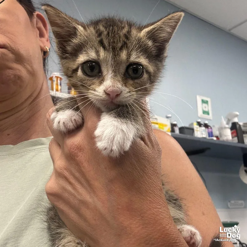 A baby medium-sized female Domestic Short Hair cat named Hermione for adoption in Washington, DC