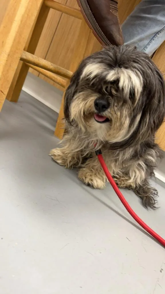 Jelly Bean thumbnail 2