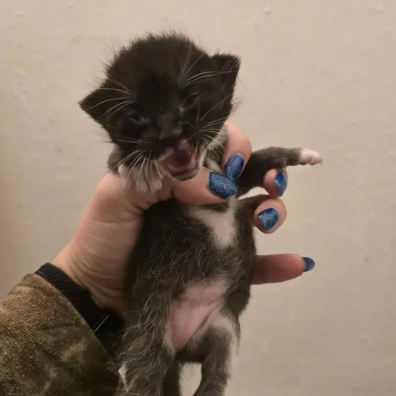 A baby small-sized female Black Domestic Short Hair cat named Diva for adoption in League City, TX