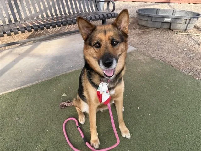 An adult large-sized female German Shepherd Dog dog named Emma for adoption in Phoenix, AZ