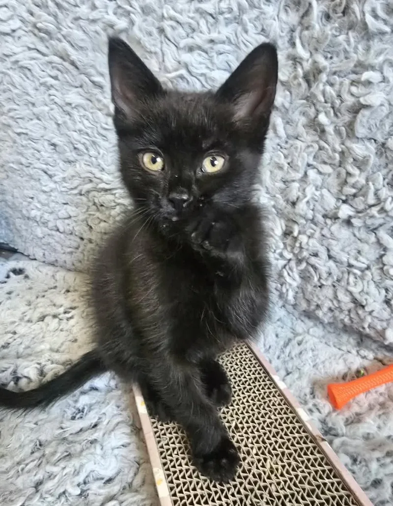 A baby small-sized male Black Domestic Short Hair cat named Zuko for adoption in Ephrata, WA
