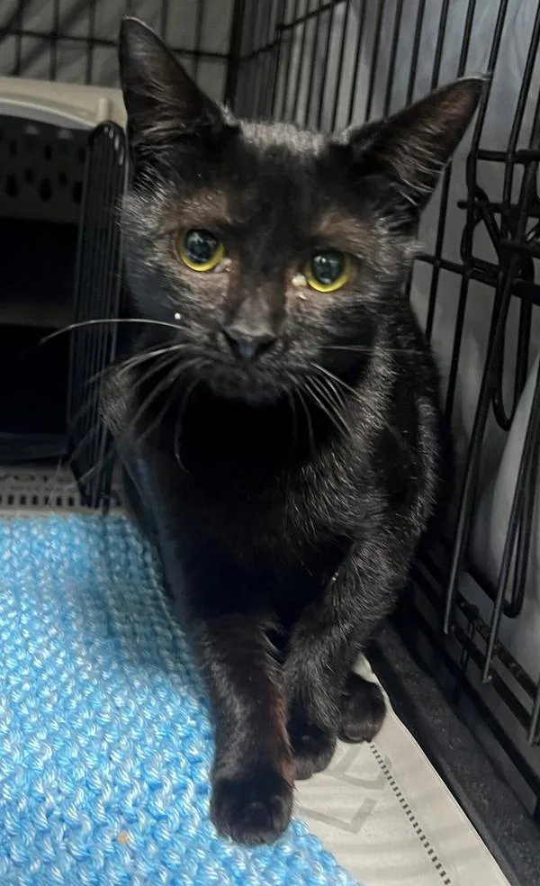 An adult medium-sized female Domestic Short Hair cat named Basil for adoption in Dallas, GA