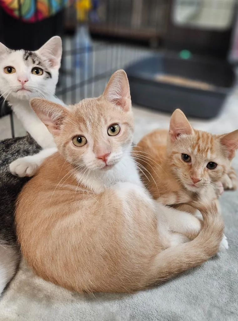 A baby medium-sized male Domestic Short Hair cat named Swizzle for adoption in Huntington, IN