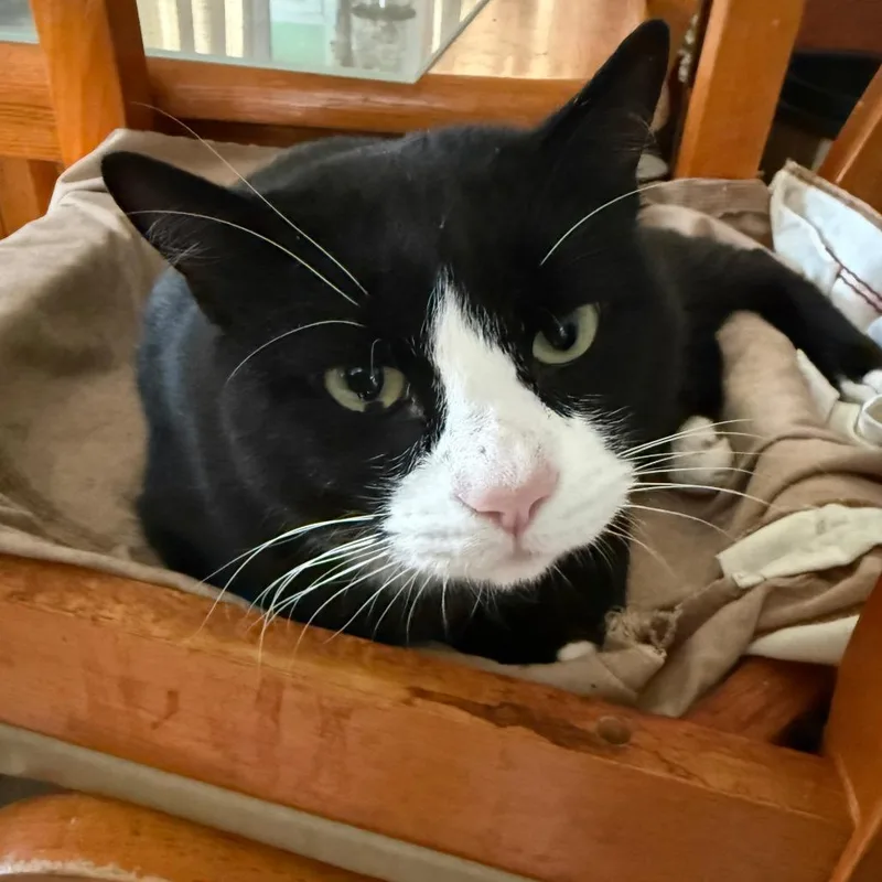 An adult large-sized male Black Domestic Short Hair cat named Miller for adoption in Skokie, IL