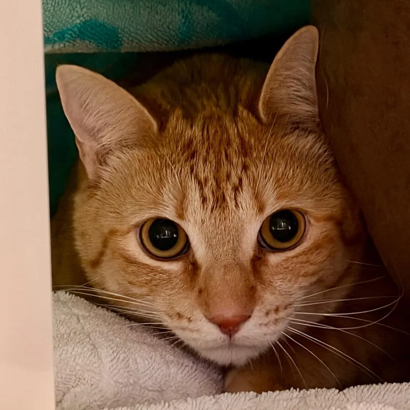 An adult large-sized female Orange / Red Domestic Short Hair cat named Dori for adoption in Santa Barbara, CA
