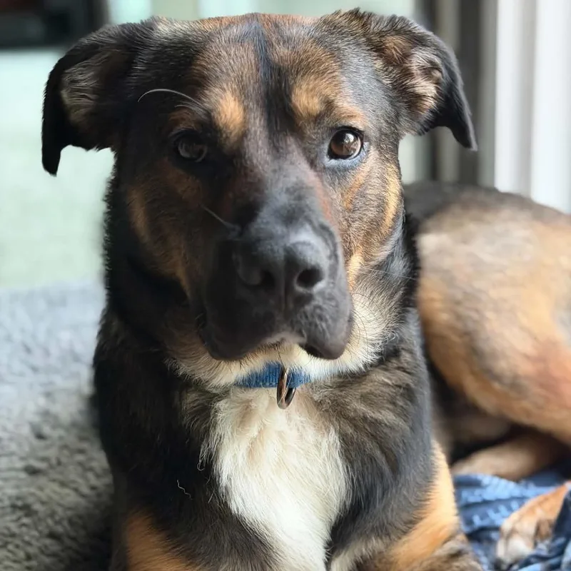 An adult large-sized male German Shepherd Dog dog named Enzo for adoption in Wichita, KS