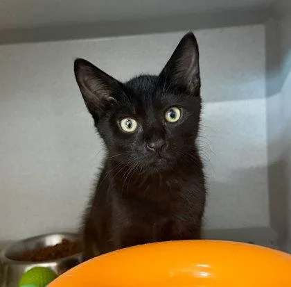 A baby small-sized female Domestic Short Hair cat named Monti for adoption in Sacramento, CA