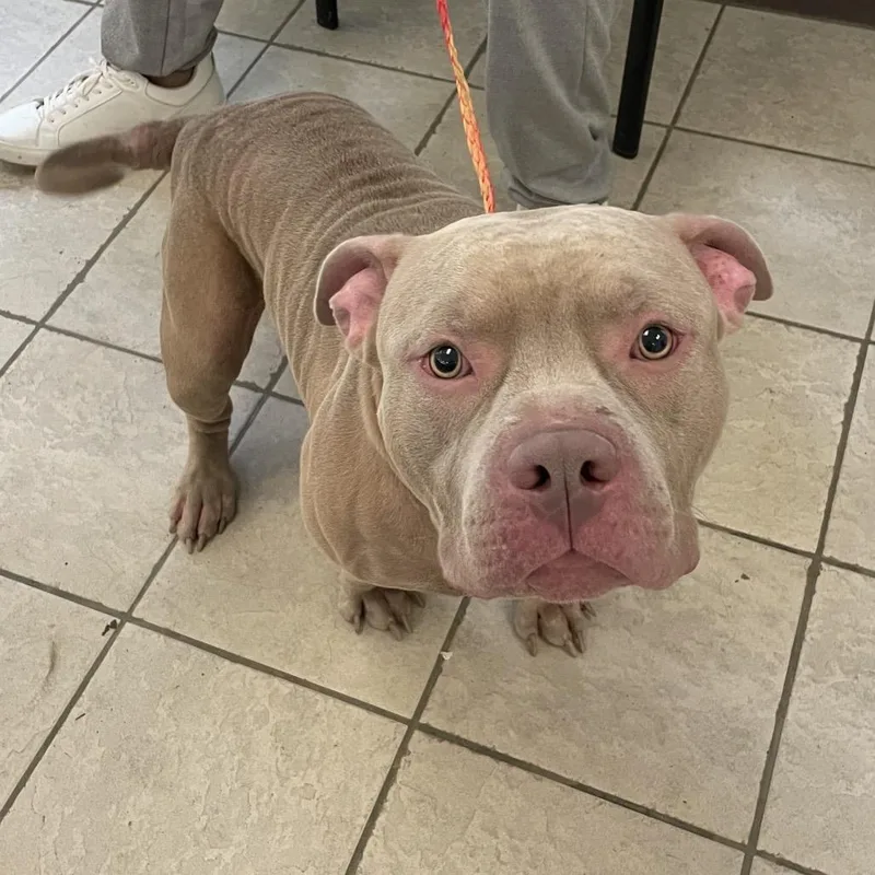 An adult large-sized male Brown / Chocolate Mixed Breed dog named StrayMulberryDriveEdgewoodRoad for adoption in Columbus, GA