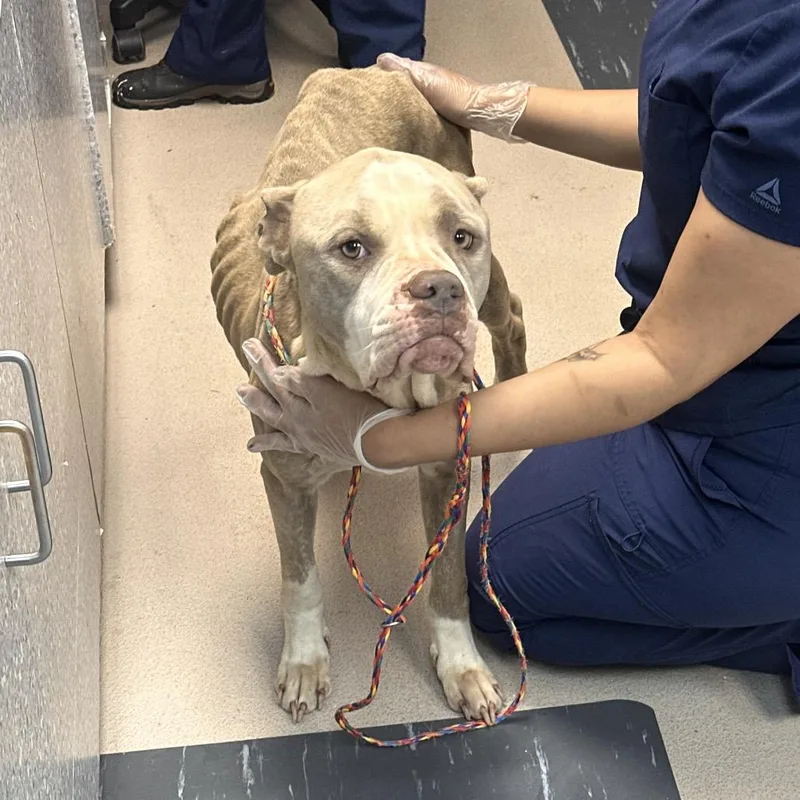 An adult medium-sized female Brown / Chocolate Pit Bull Terrier dog named Xena for adoption in Newark, NJ