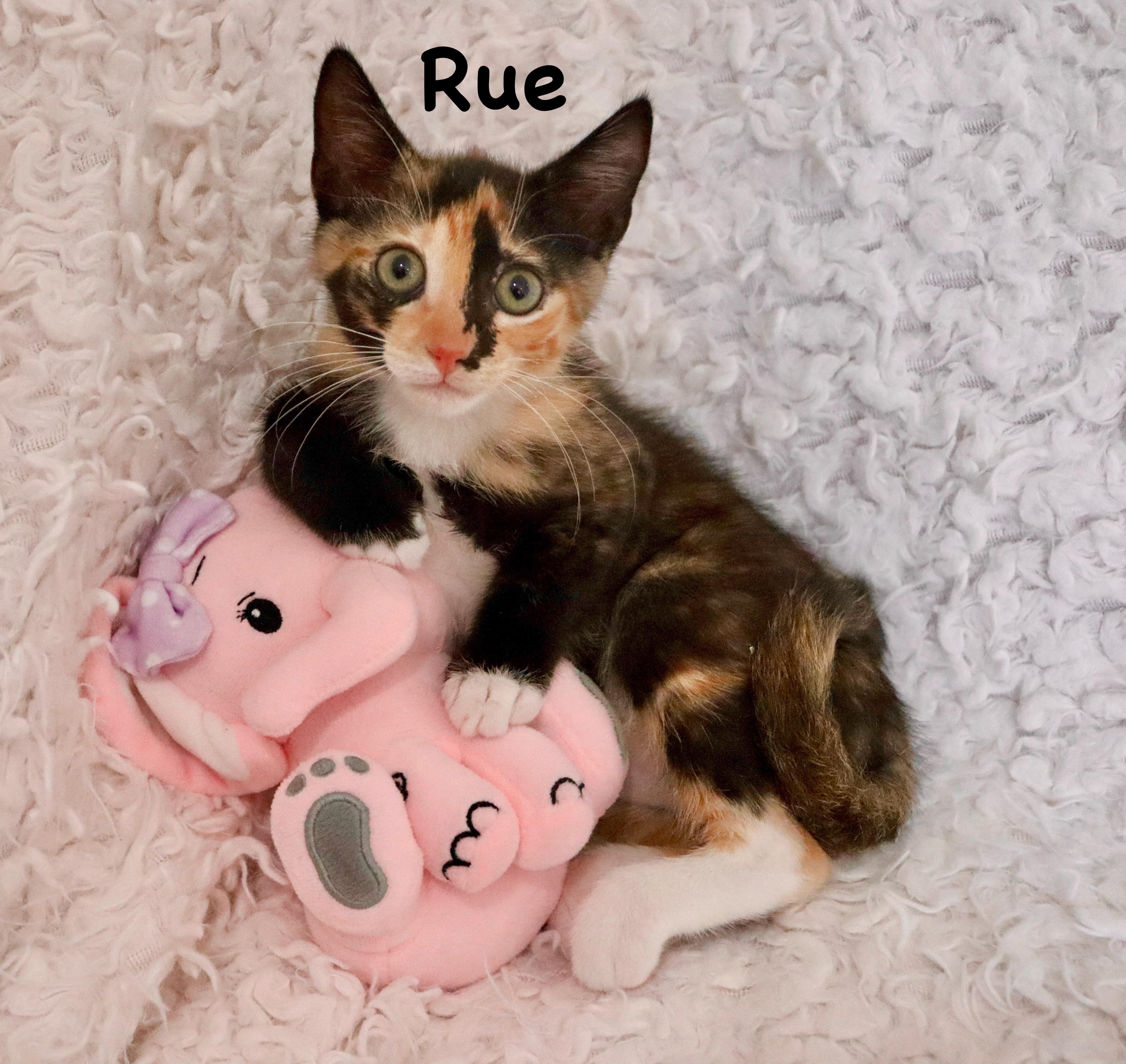 Rue thumbnail 5
