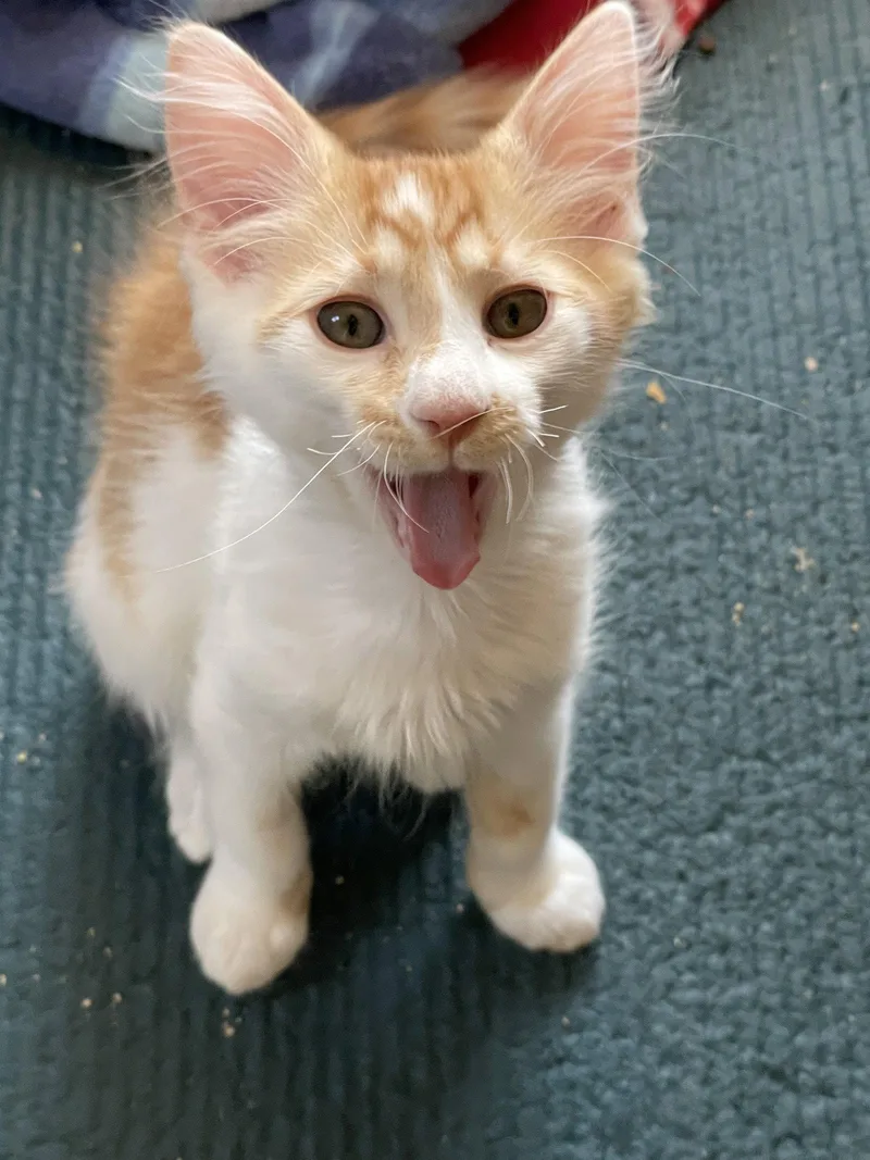 A young medium-sized male Orange & White Domestic Medium Hair cat named Vinny for adoption in Seal Beach, CA