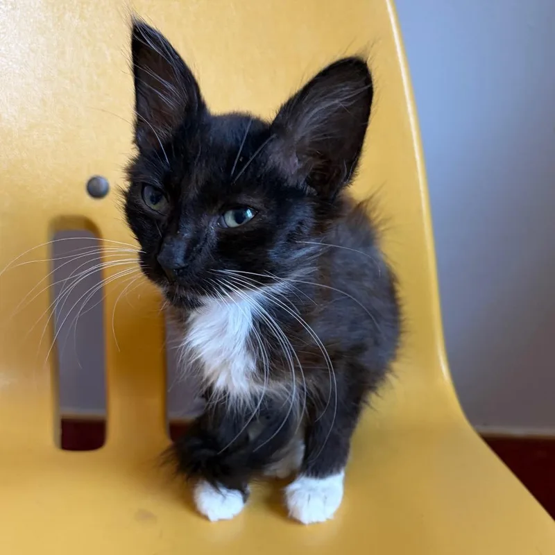 A baby medium-sized female Black Domestic Short Hair cat named Superstar for adoption in Los Angeles, CA