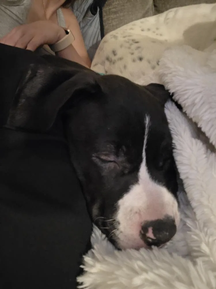 A baby medium-sized female Tricolor (Brown, Black, & White) Mixed Breed dog named Cove for adoption in Lincoln Park, MI