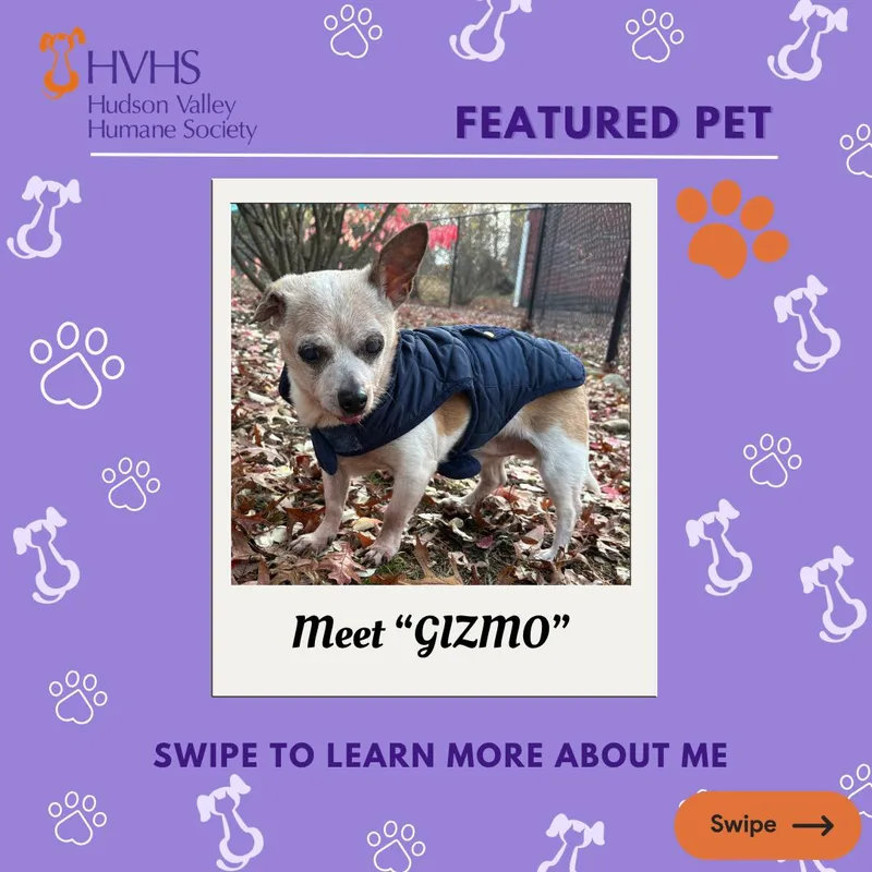 A senior small-sized male Brown / Chocolate Chihuahua dog named Gizmo for adoption in Pomona, NY