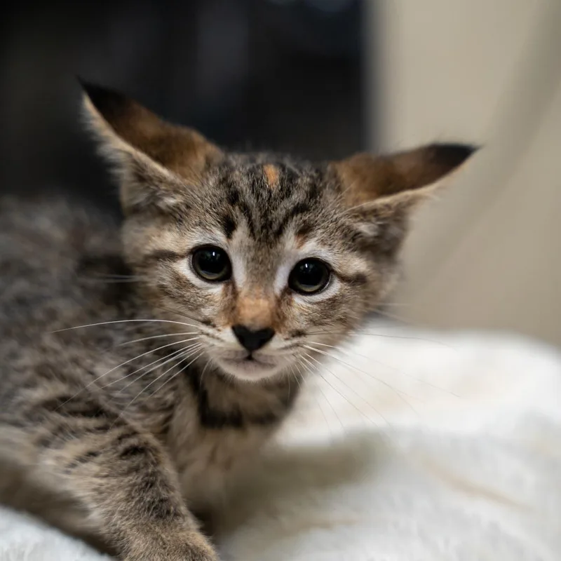 A baby small-sized female Black Domestic Short Hair cat named Mia for adoption in Gainesville, GA
