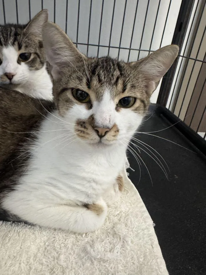 An adult small-sized female Domestic Short Hair cat named Little Foot for adoption in Hilton Head Island, SC