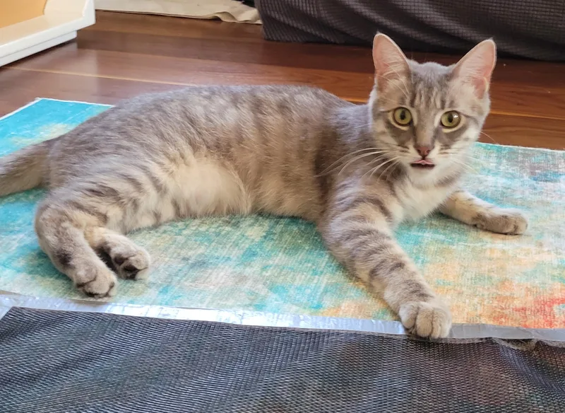 Mia & Missy thumbnail 4