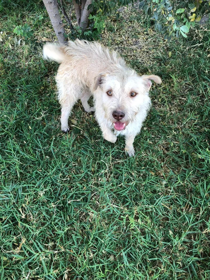 A young small-sized male White / Cream Norwich Terrier dog named Moncho for adoption in Auburn, WA