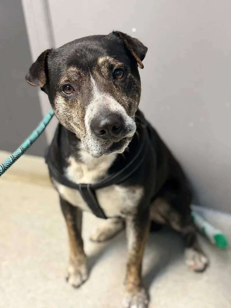 An adult medium-sized male Bicolor Australian Cattle Dog / Blue Heeler dog named Bo for adoption in Royalton, IL