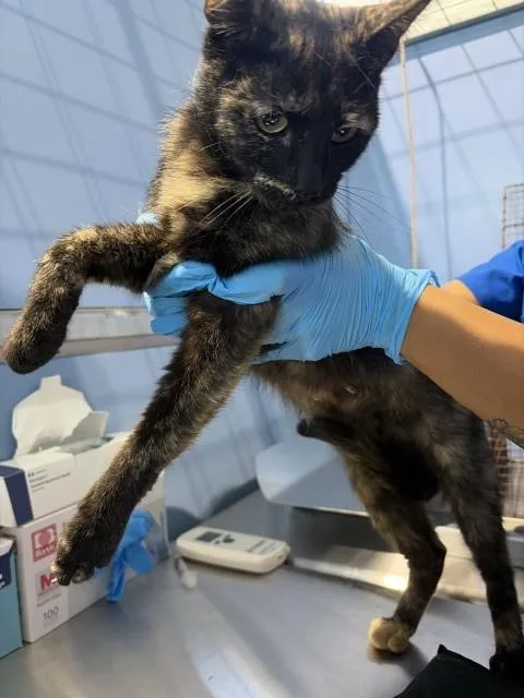 A young small-sized female Domestic Short Hair cat named Tulip for adoption in San Bernardino, CA