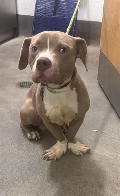 A young medium-sized male Pit Bull Terrier dog named Toad for adoption in Upper Marlboro, MD