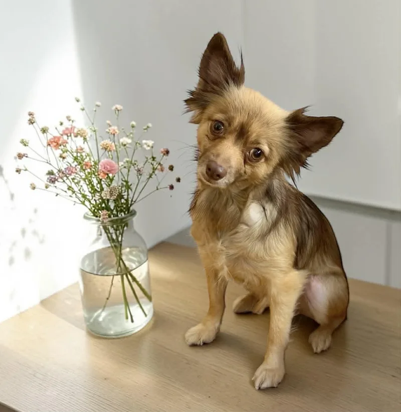 A young small-sized female Pomeranian dog named Kirby for adoption in Yonkers, NY