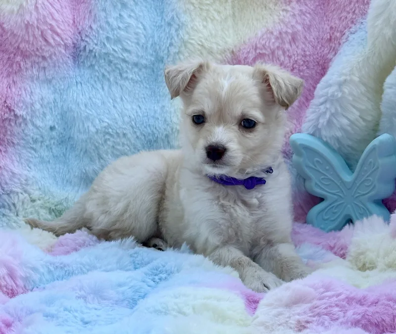 A baby small-sized female Apricot / Beige Maltese dog named Frankie for adoption in Maiden, NC