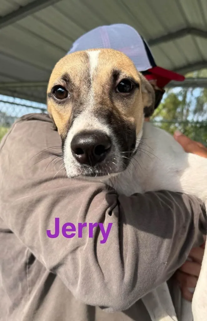 A baby medium-sized male Collie dog named Jerry for adoption in Camden, TN
