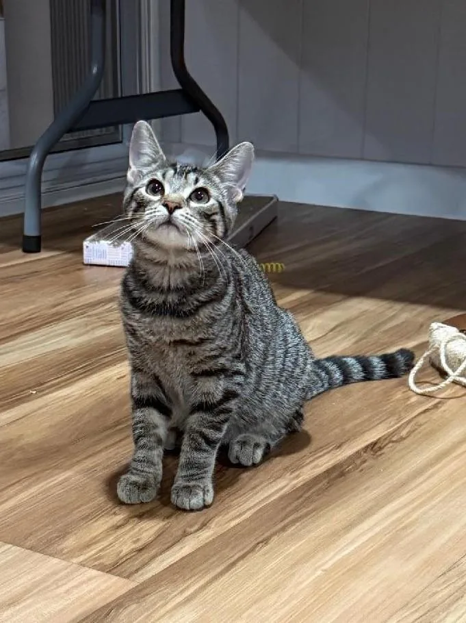 A baby medium-sized female Tabby (Brown / Chocolate) Domestic Short Hair cat named Dianna Solis for adoption in Stowe, PA