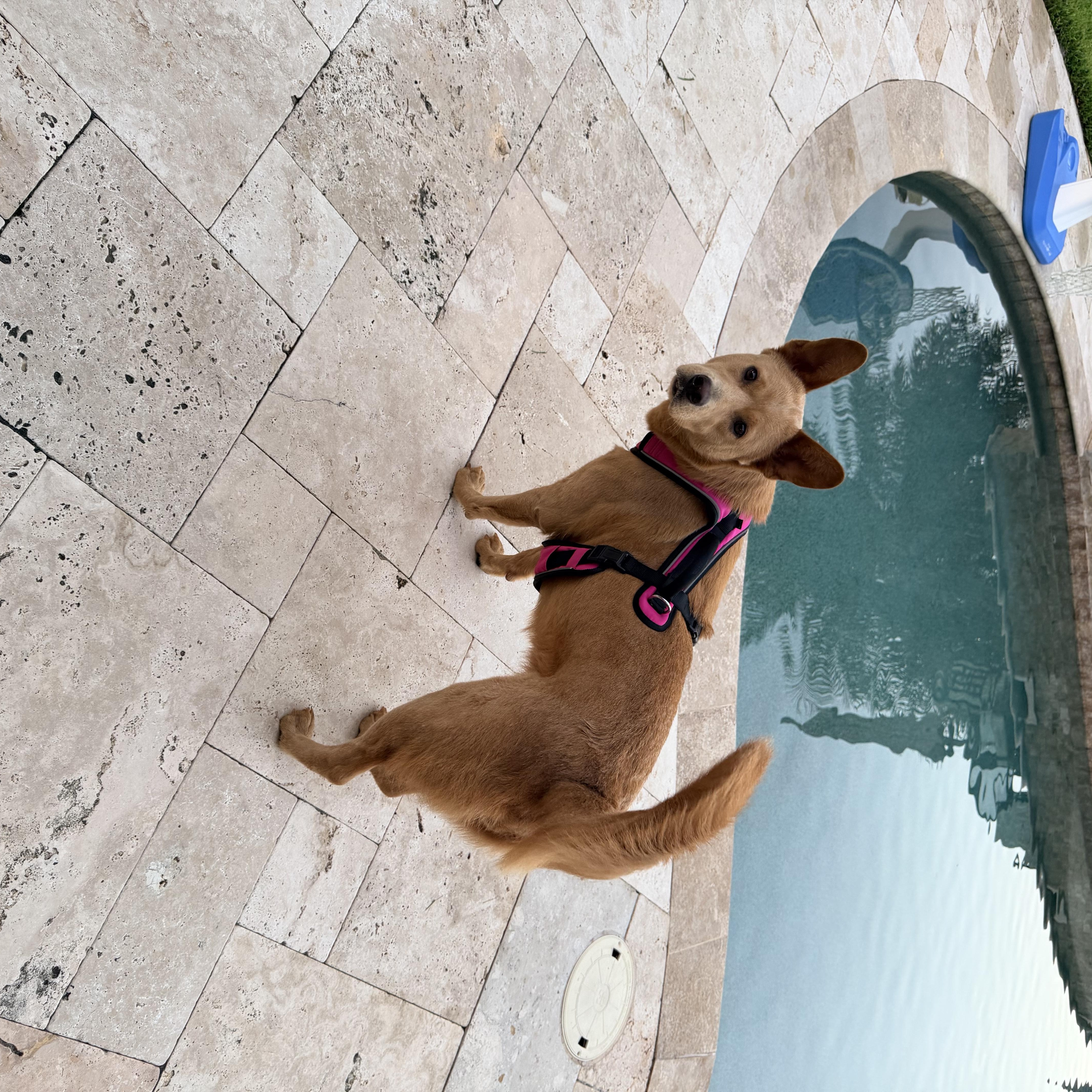 Ellie thumbnail 4