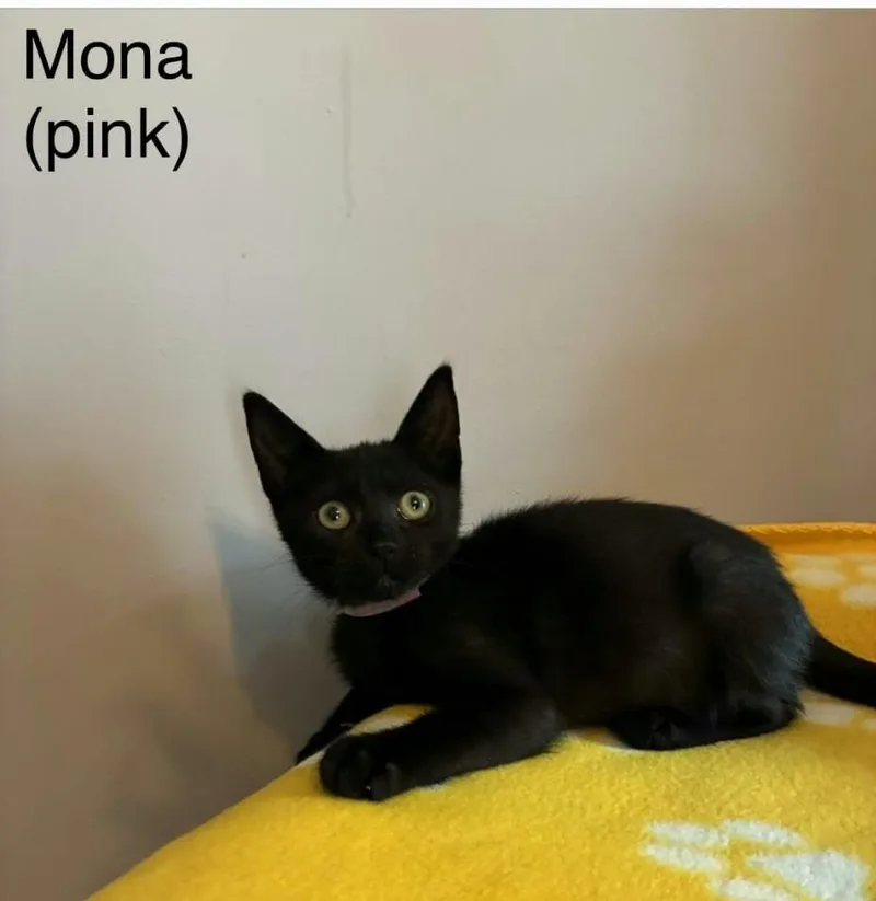 A baby medium-sized female Abyssinian cat named Mona for adoption in Wyandotte, MI