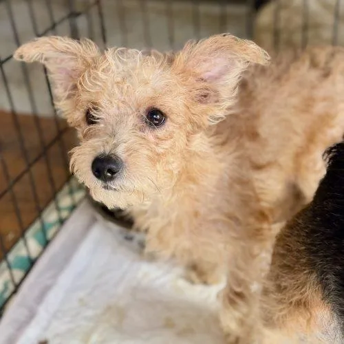A baby small-sized male Apricot / Beige Miniature Schnauzer dog named Tanner for adoption in Matthews, IN