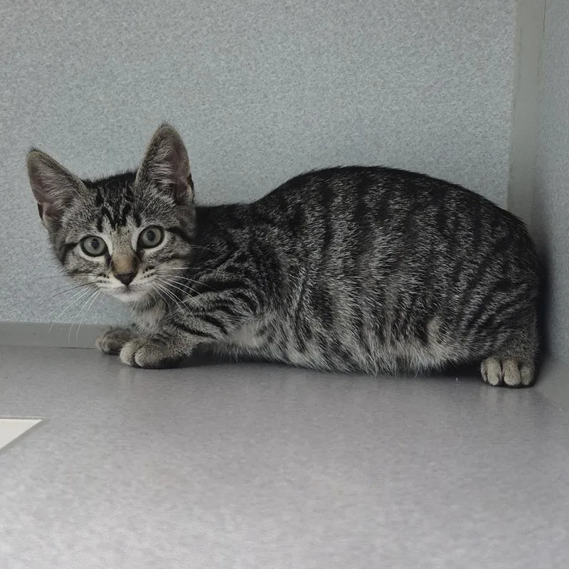 A baby small-sized male Brown / Chocolate Domestic Short Hair cat named Tommy for adoption in Newark, NJ