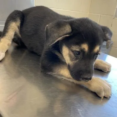 A baby small-sized female Brown / Chocolate Shepherd dog named Lyric for adoption in Austin, TX
