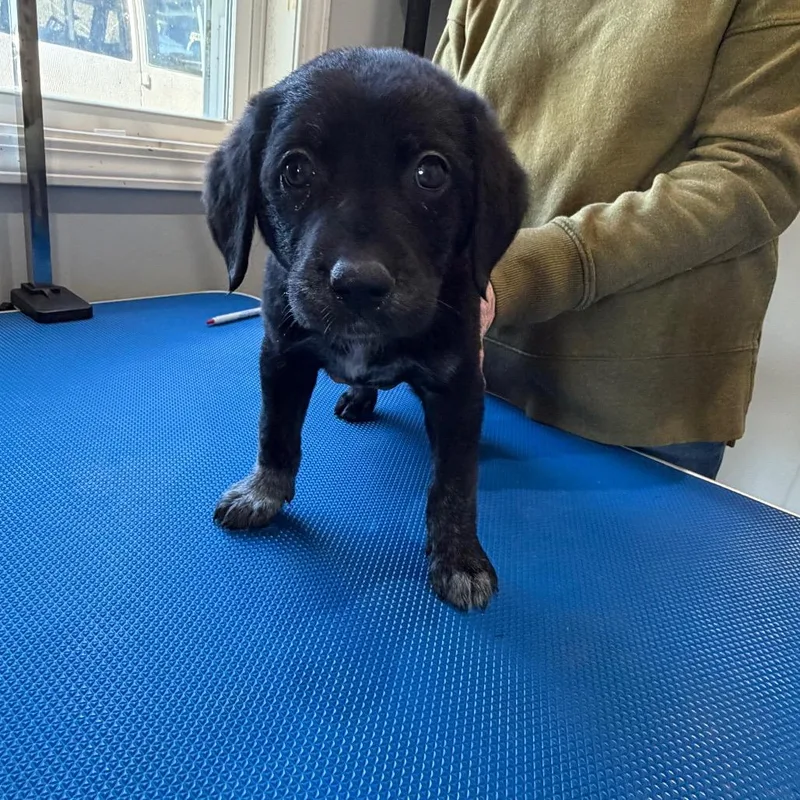 A baby medium-sized female Black Labrador Retriever dog named Zara for adoption in Hohenwald, TN