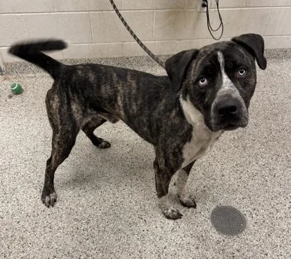 An adult large-sized male Black Mixed Breed dog named Azzurro for adoption in Kansas City, MO