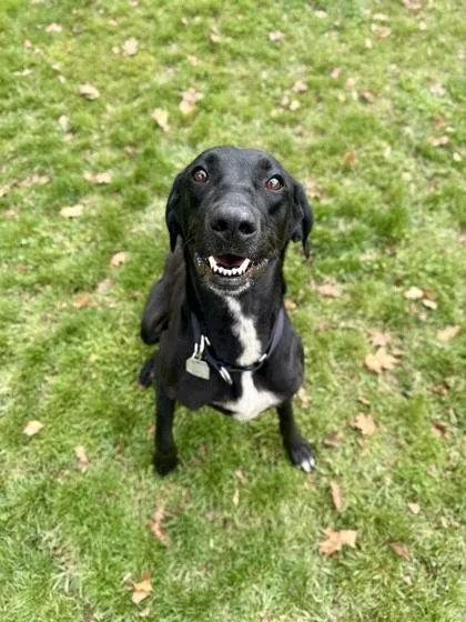 An adult medium-sized female Black Labrador Retriever dog named Tilly for adoption in Roseburg, OR