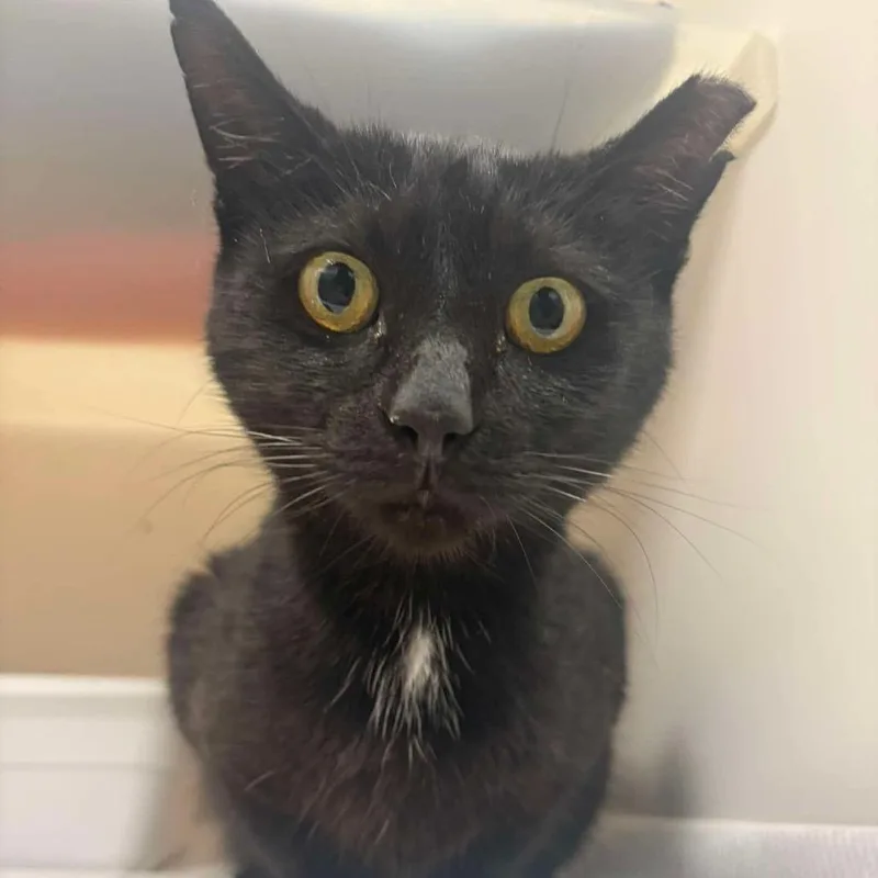 An adult medium-sized male Black Domestic Short Hair cat named Calvin for adoption in Fredericksburg, VA