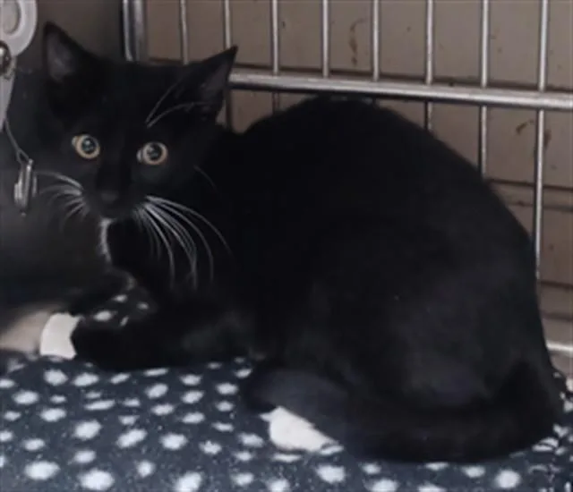 A baby medium-sized female Domestic Short Hair cat named Jenny for adoption in Baldwin Park, CA