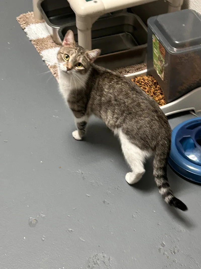 A young small-sized female Tabby cat named Khloe CCHS for adoption in Locust Grove, GA