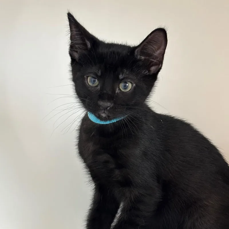 A baby small-sized male Black Domestic Short Hair cat named Lego for adoption in League City, TX