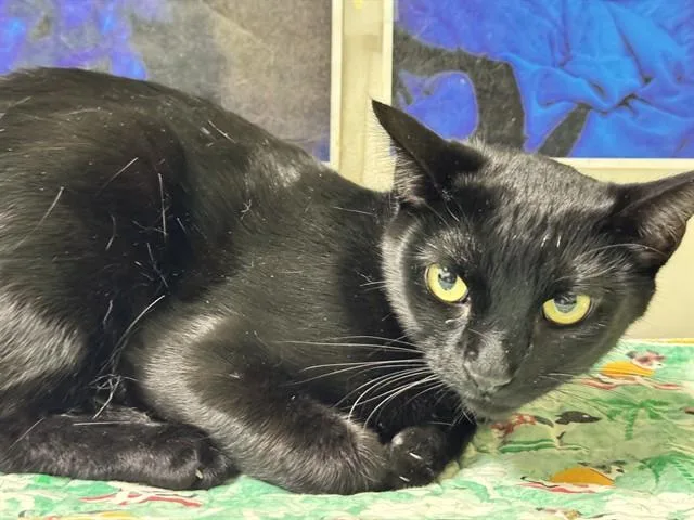A young medium-sized female Domestic Short Hair cat named Arriety for adoption in Pueblo, CO