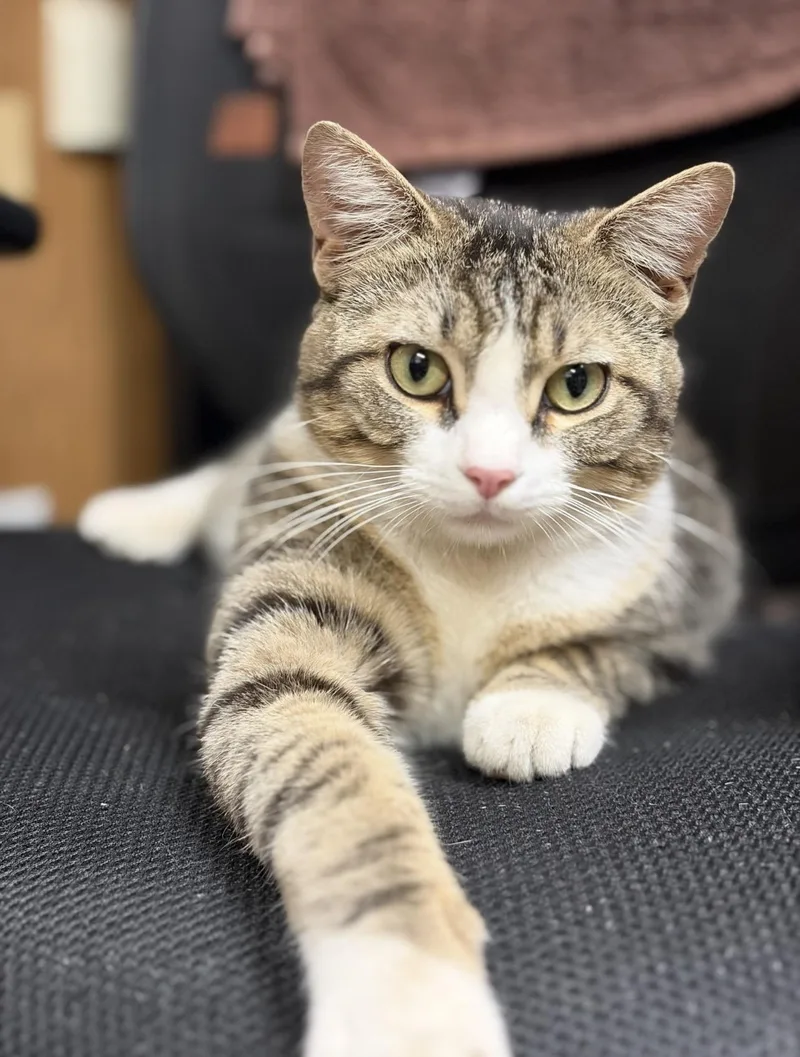 An adult medium-sized male Domestic Short Hair cat named Oscar for adoption in Mansfield, TX