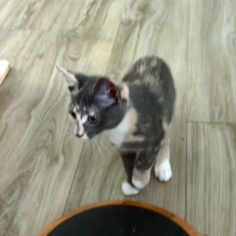 A baby medium-sized female Domestic Short Hair cat named Evermore for adoption in Youngsville, NC