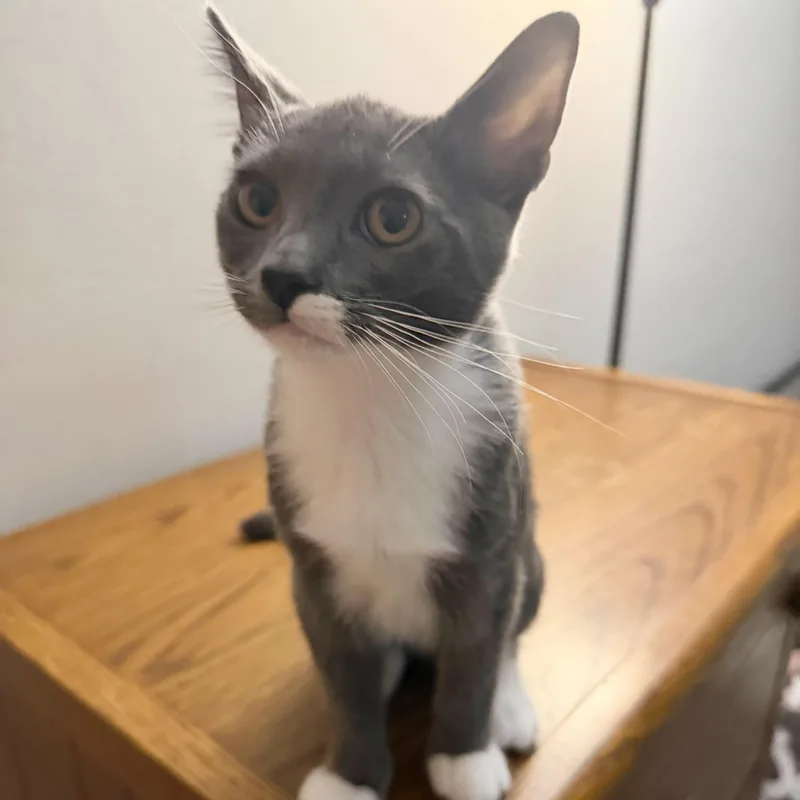 A baby small-sized female Gray & White Domestic Short Hair cat named Penelope Garcia for adoption in Richmond, VA