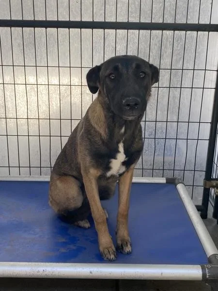 A young large-sized female Belgian Shepherd / Malinois dog named Tanya for adoption in Victorville, CA