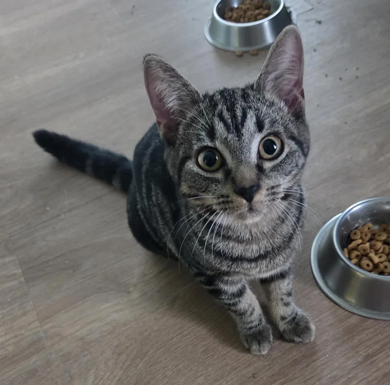 A baby medium-sized female Tabby (Gray / Blue / Silver) Domestic Short Hair cat named Leia for adoption in Smithfield, NC