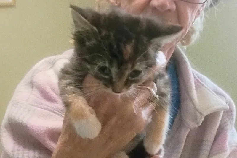 A baby small-sized female Domestic Short Hair cat named Twyla Bee for adoption in Thatcher, AZ